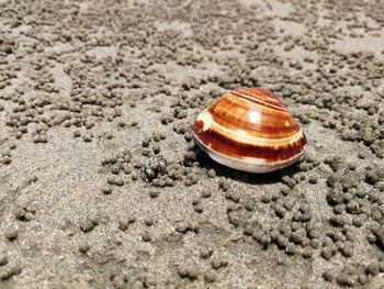 Close-up of seashell on sand at beach