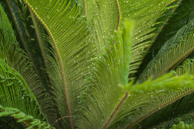 Close-up of raindrops on palm tree leaves