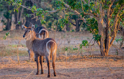 Waterbucks standing on field in forest