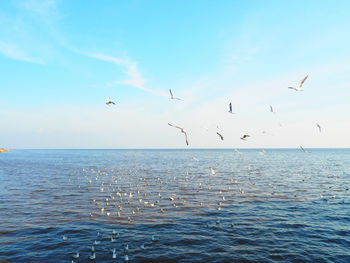 Flock of birds flying over sea against sky