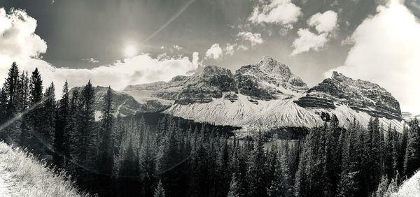 Panoramic view of pine trees against sky