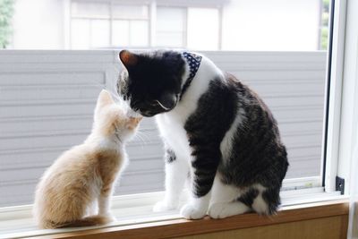 Close-up of cat sitting