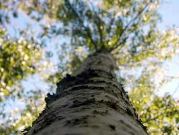 Low angle view of tree against sky