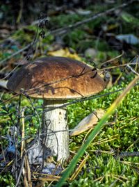 Close-up of mushroom growing on field in forest