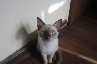 Portrait of cat on floor at home