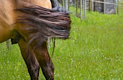 Horse grazing in a field