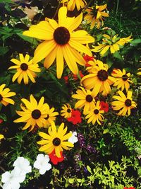 Close-up of yellow flowers