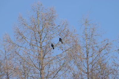 Low angle view of eagle flying against clear sky