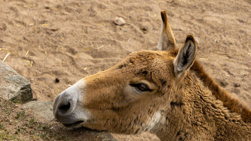 Close-up of a horse