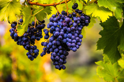 Close up of bunches of grapes in autumn in castegnero, vicenza, veneto, italy