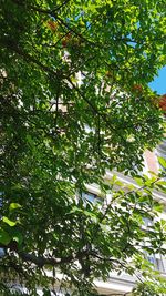 Low angle view of bamboo trees in forest