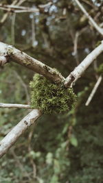 Close-up of plant growing in forest