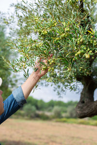 Man, farmer, worker checking olive tree during harvesting season in countryside