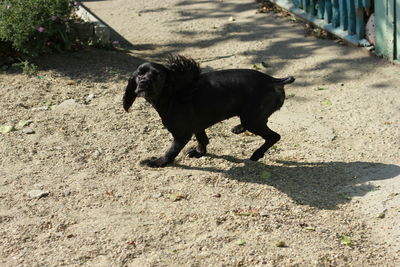 Dog on dirt road