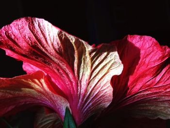 Close-up of flower over black background