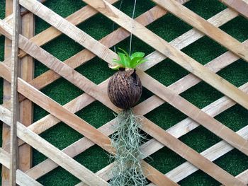 High angle view of bird perching on wood