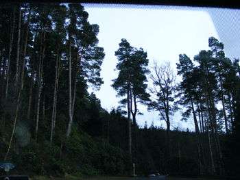 Low angle view of trees in forest against sky