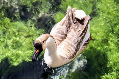 View of a duck in lake