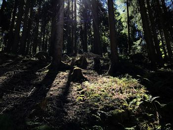 Trees in forest