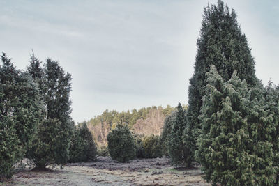 Pine trees in forest against sky