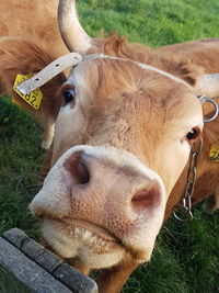 Close-up of cow on field