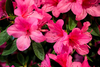 Close-up of pink flowers blooming outdoors