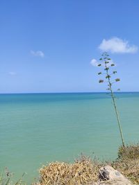 Scenic view of sea against sky with a special tree