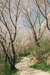 Footpath amidst bare trees in forest