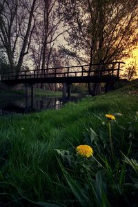 Fresh yellow flowers blooming in field