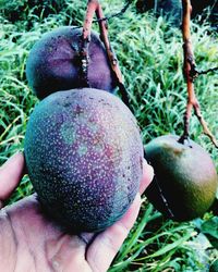 Close-up of cropped hand holding fruit