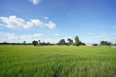 Scenic view of field against sky