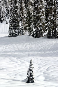 Trees on snow covered field