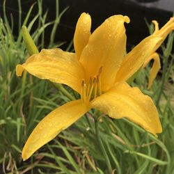 Close-up of raindrops on yellow day lily