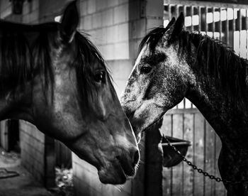 Horse in stable