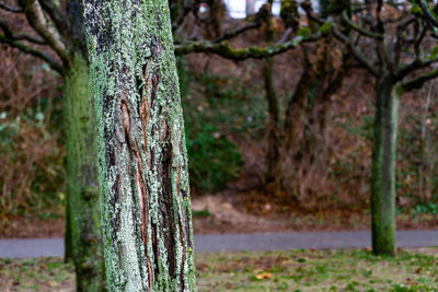 Close-up of moss growing on tree trunk