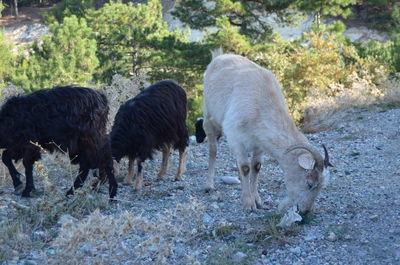 Goat grazing in a field