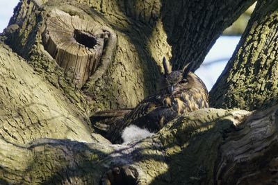 Low angle view of animal on tree trunk