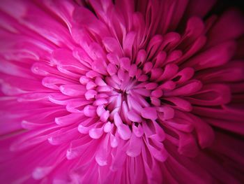 Close-up of dahlia blooming outdoors