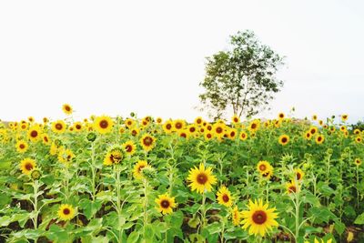 Sunflowers in field