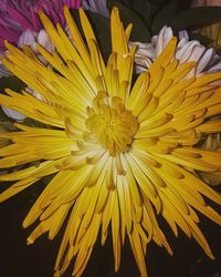 Close-up of yellow flower