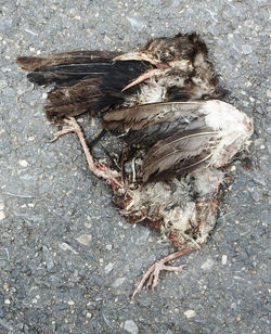 High angle view of dead animal on ground
