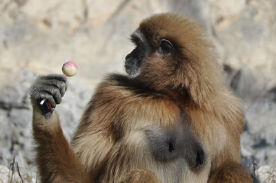 Close-up of monkey looking away while holding lollipop against rock formation