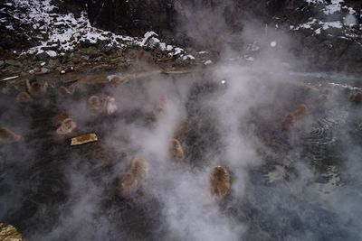 High angle view of monkeys in hot spring during winter