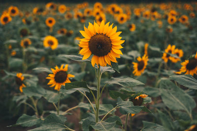 Close-up of sunflower on field