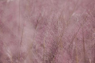Full frame shot of pink flowering plant