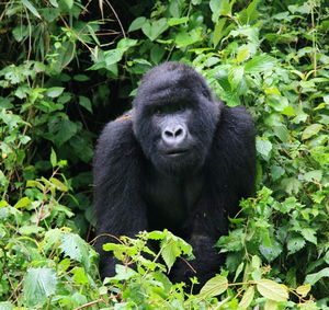 Closeup portrait of endangered silverback mountain gorilla gorilla beringei beringei, rwanda.
