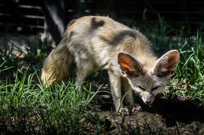 Close-up of a rabbit on field