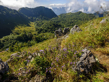 Scenic view of flowering plants and mountains against sky