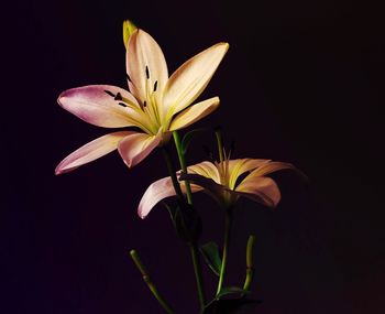 Close-up of yellow flowers against black background