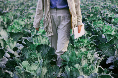 Farmer control quality of cabbage crop before harvesting. woman agronomist using digital tablet